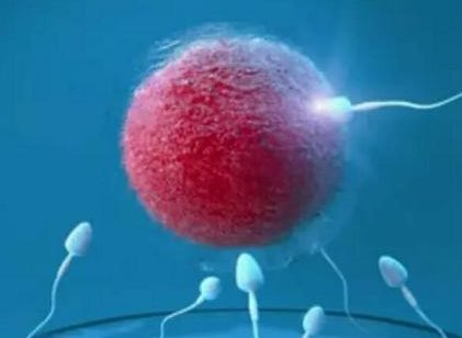 潍坊三代试管PGT检查染色体会破坏囊胚的什么组织？